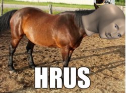 Meme Man archive image — HRUS